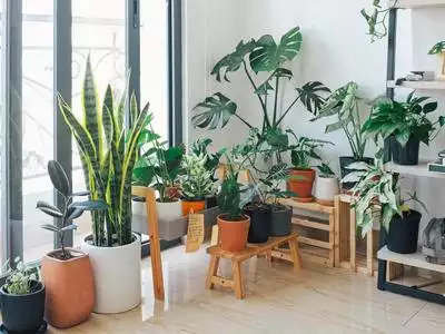 Cultivating Greenery Indoors: The Art and Science of Indoor Gardening